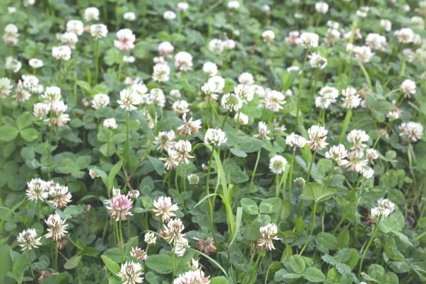 clover field with quote