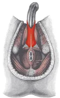 bulbospongiosus muscle male pelvic floor anatomy