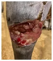 Wound Healing for Proud Flesh