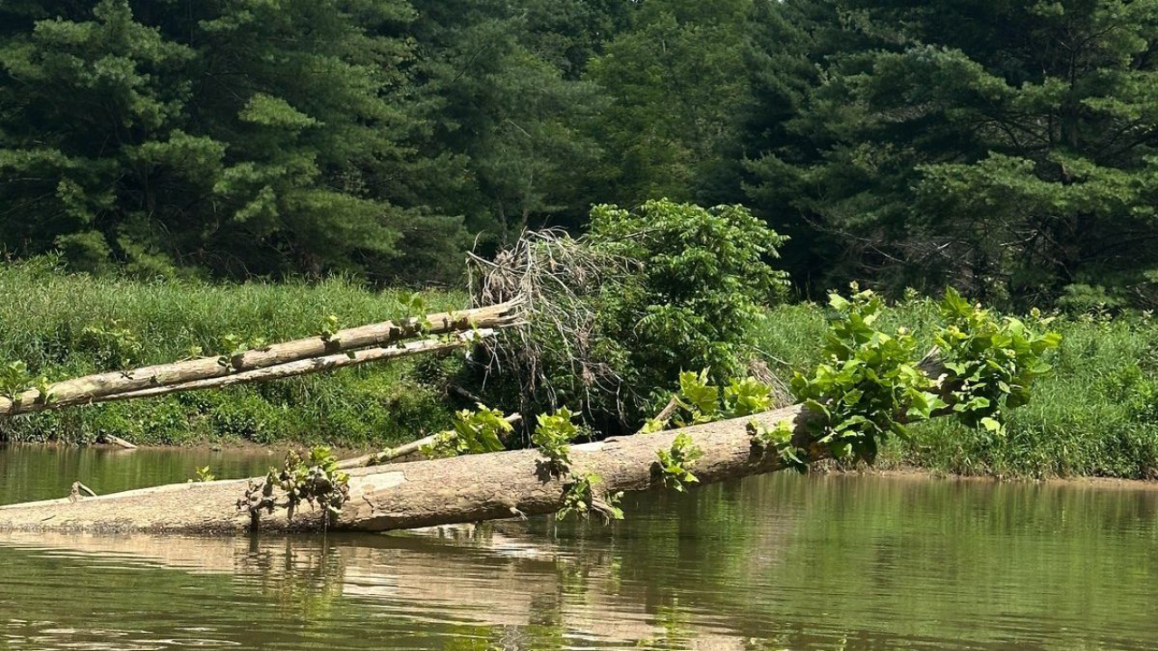 Rooted, Even After the Storm: A Midlife Reflection from the River