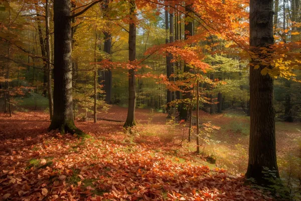 Respirez l’automne chinois : Poumon fort, esprit clair et énergie saine.