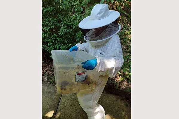 Bees