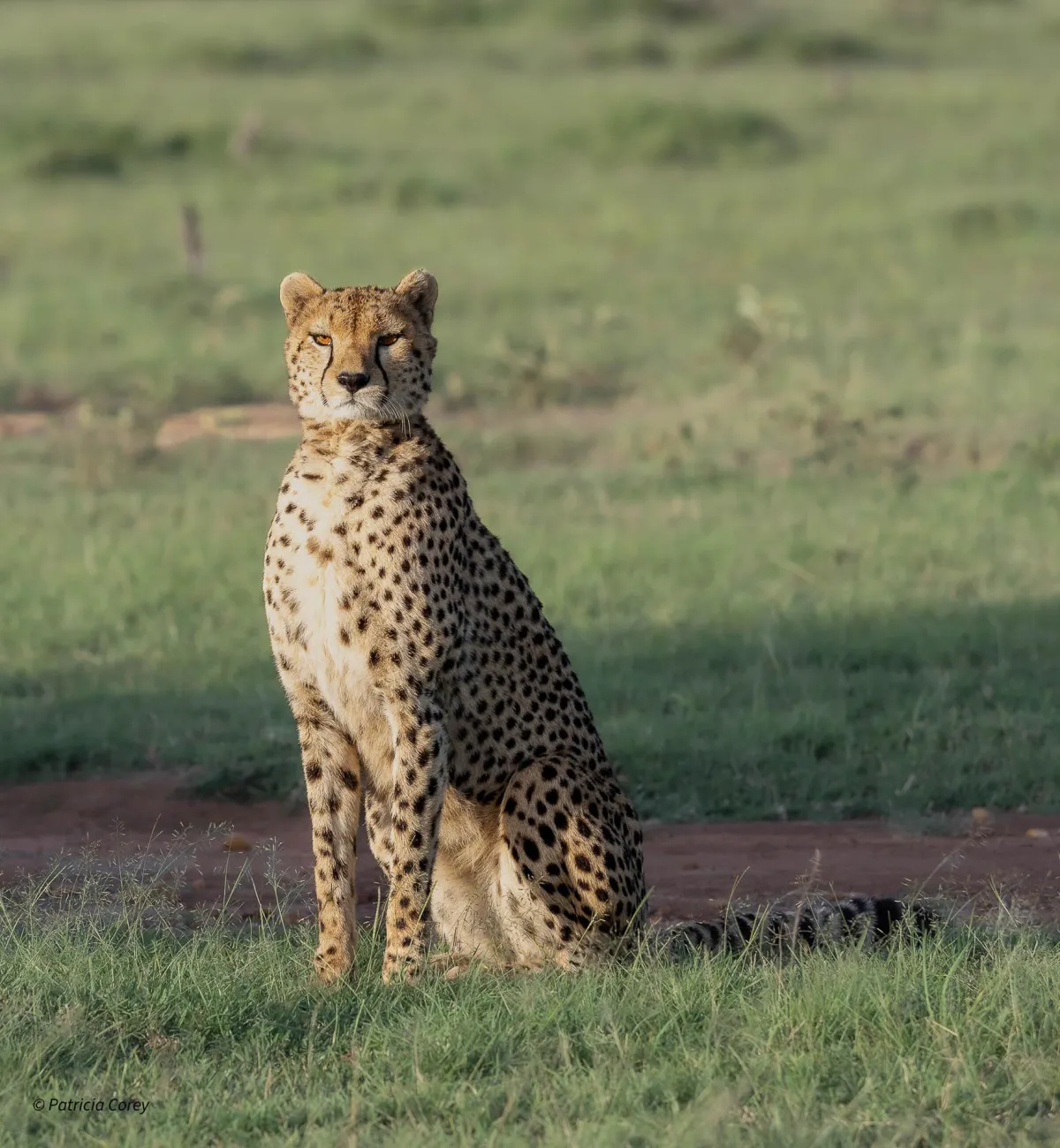 Cheetah Mara Bush