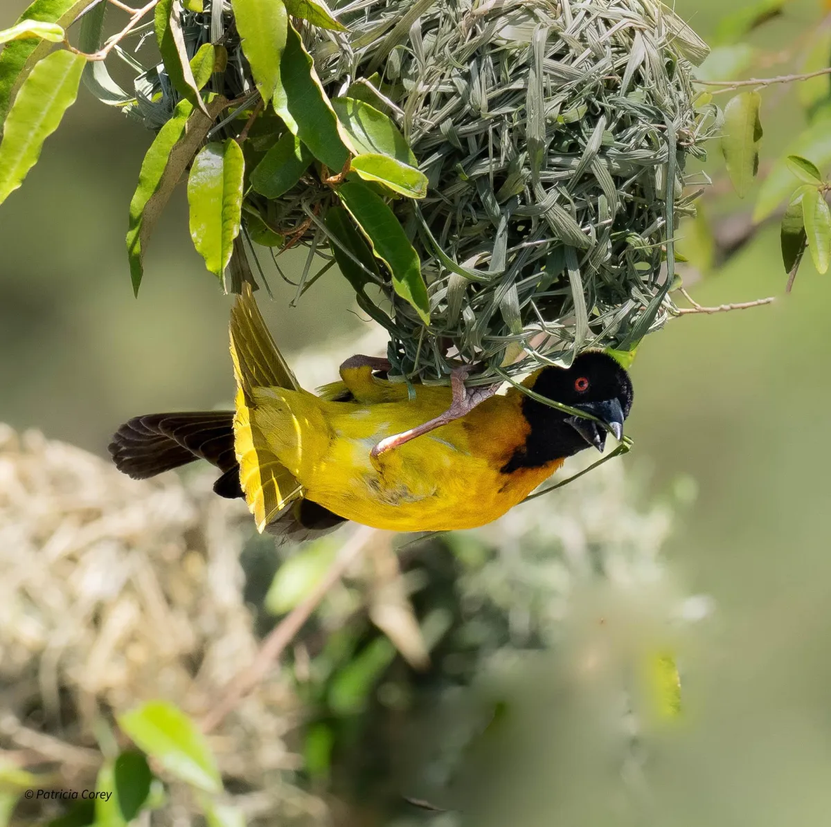 Village Weaver