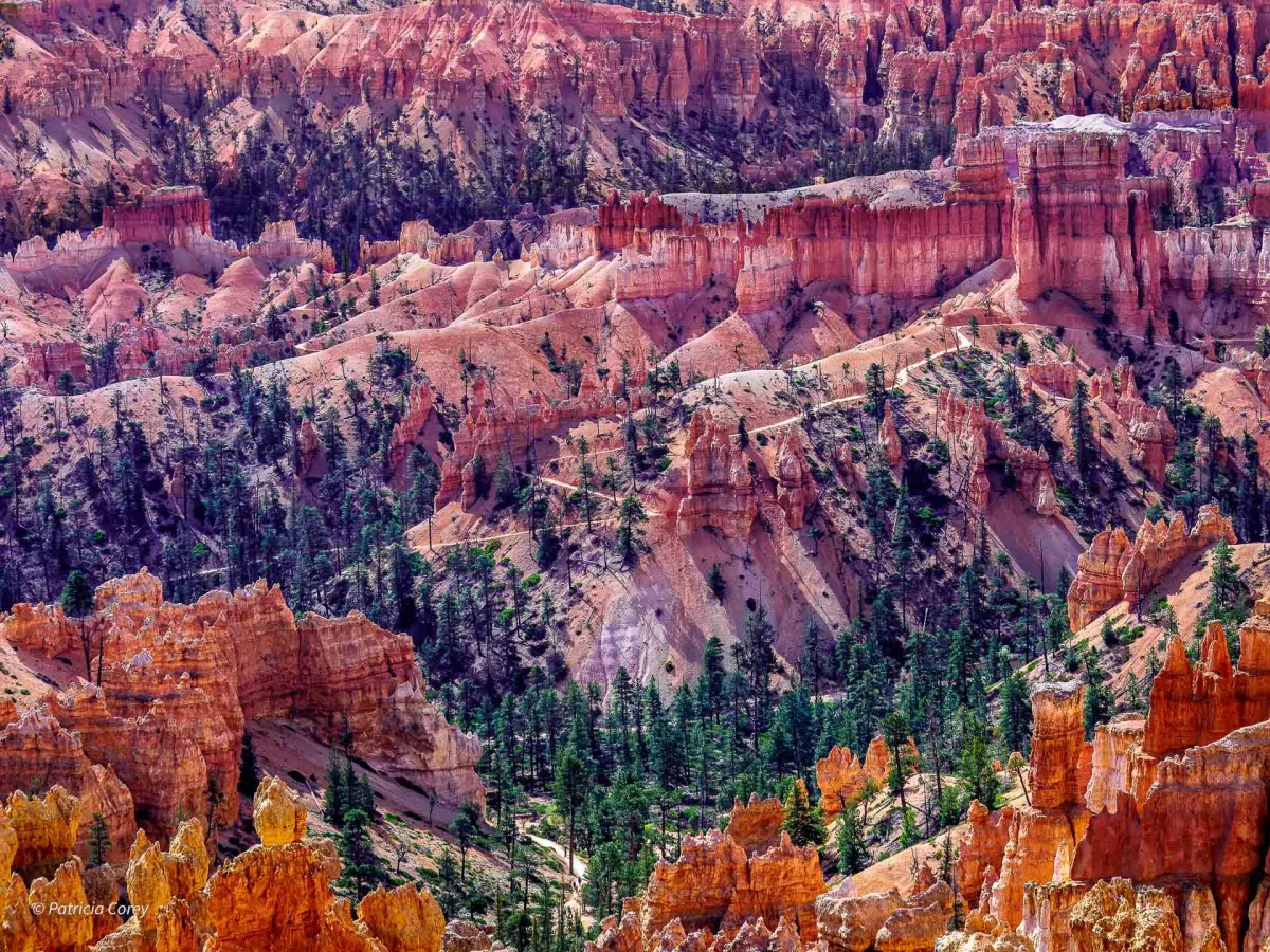 View from the Rim Trail- Bryce