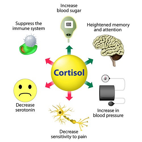 Balancing Cortisol: The Key to Reducing Stress, Belly Fat, and Poor Sleep