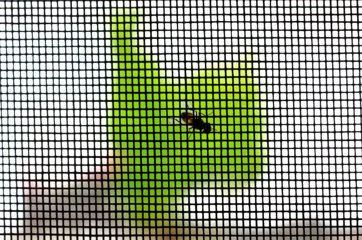 bug in the window screen