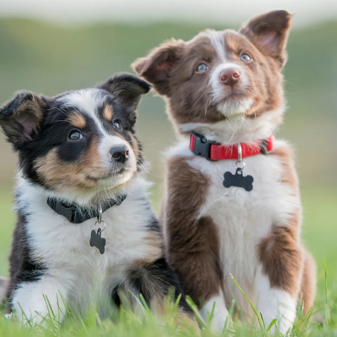 Two Aussie puppies sitting together