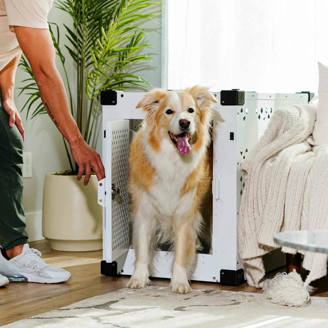 Crate Training: Why It Matters for You and Your Dog