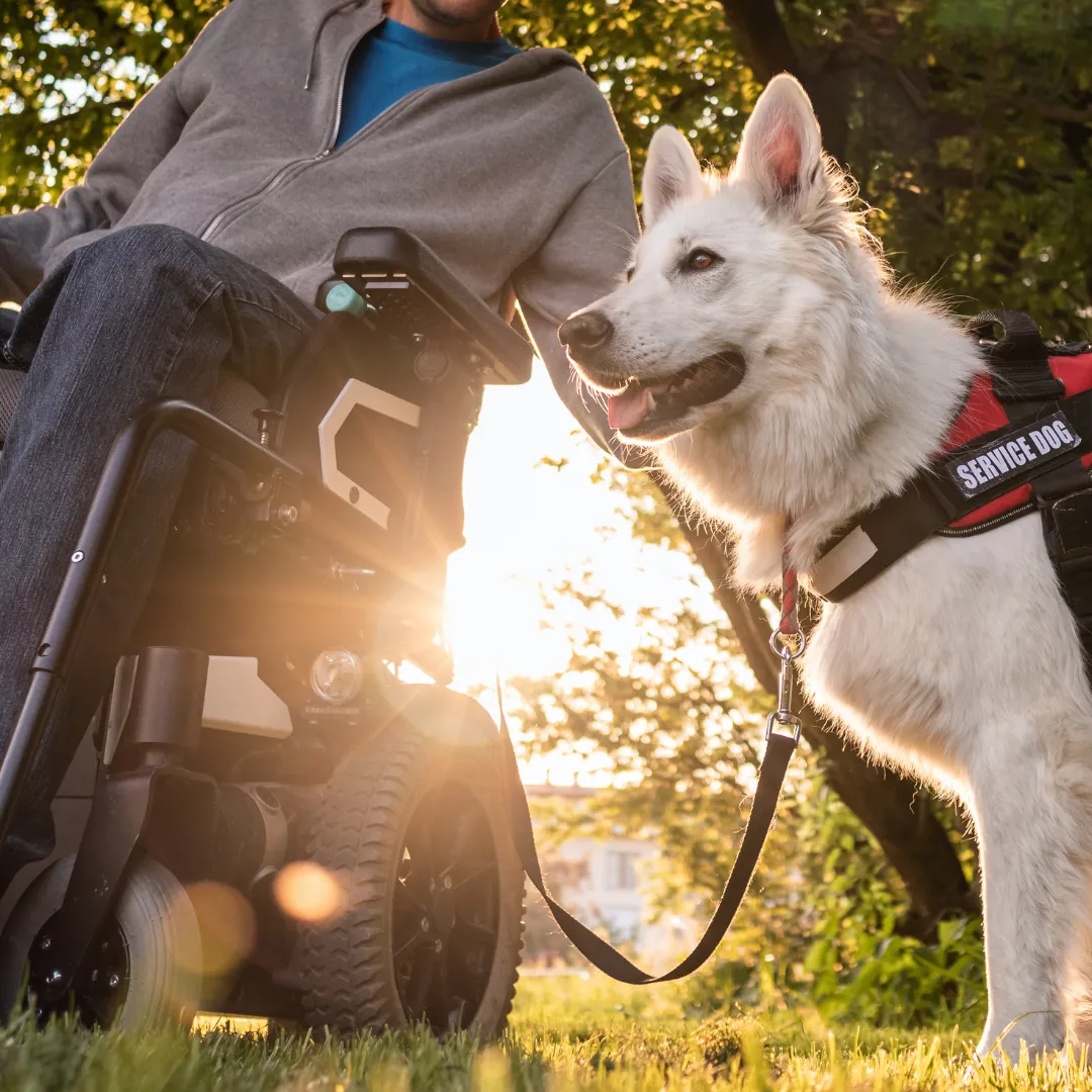 The Hidden Harm: How Fake Service Dogs Undermine Real Service Dog Teams
