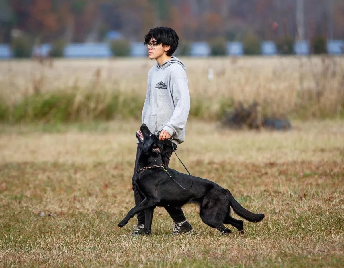 dog trainer with german shepherd at a heel
