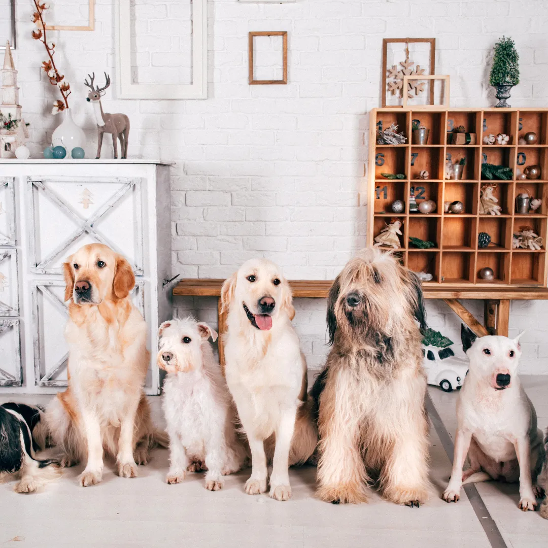 Choosing the Right Dog for Your Family: Tips from Balanced K9 Training