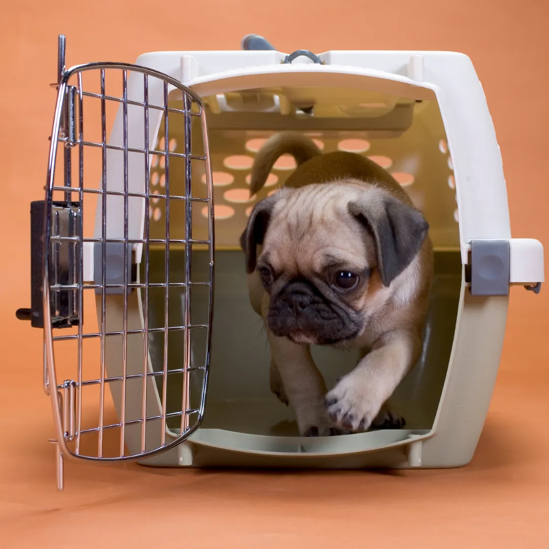 🐶 Crate Training for Dogs: Why It’s Essential (and How Balanced K9 Training Can Help)