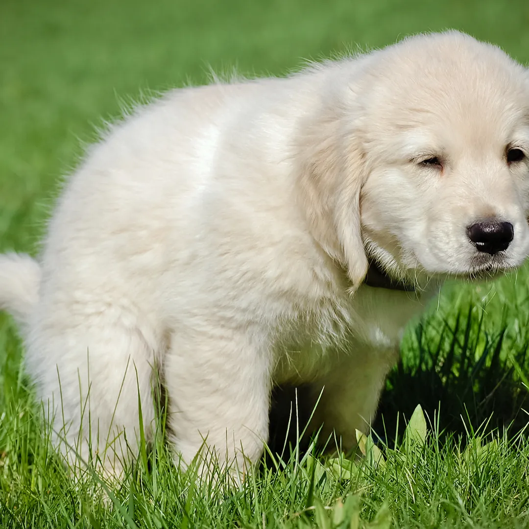 Potty Training Dogs at Any Age: Puppies, Adults, and Senior Dogs