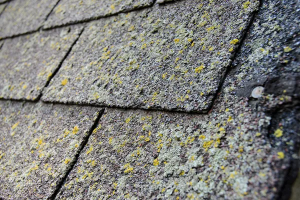 What Should I Do About Algae Growth on My Roof?