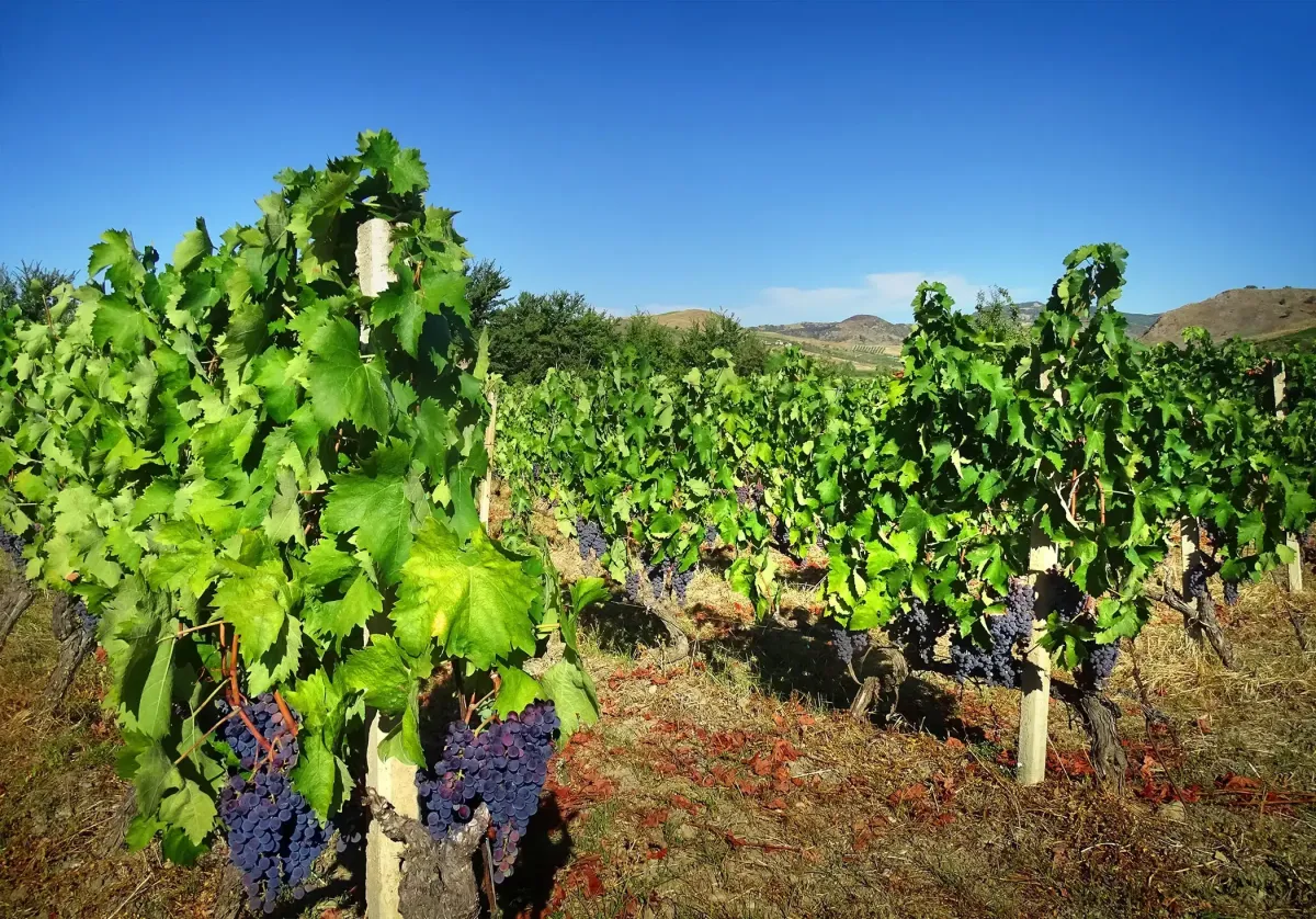 gaglioppo vineyard