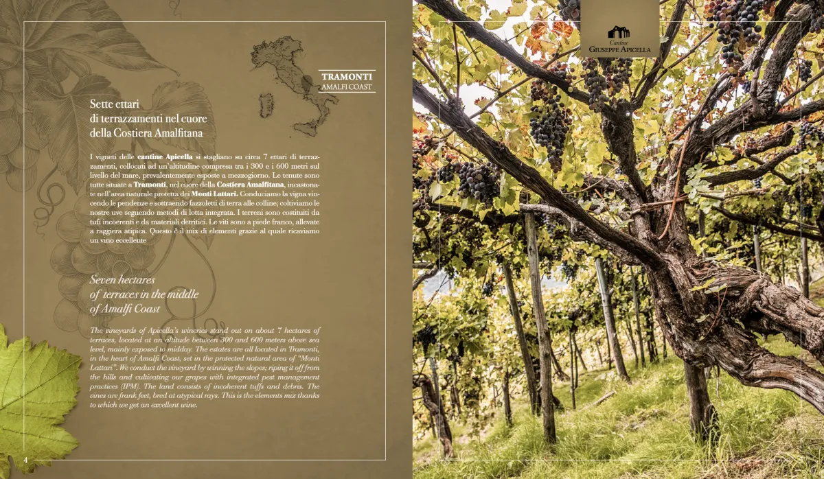 A’ Scippata Riserva: Heritage, Heroic Viticulture, and the Amalfi Coast