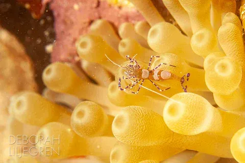 Shrimp with backscatter