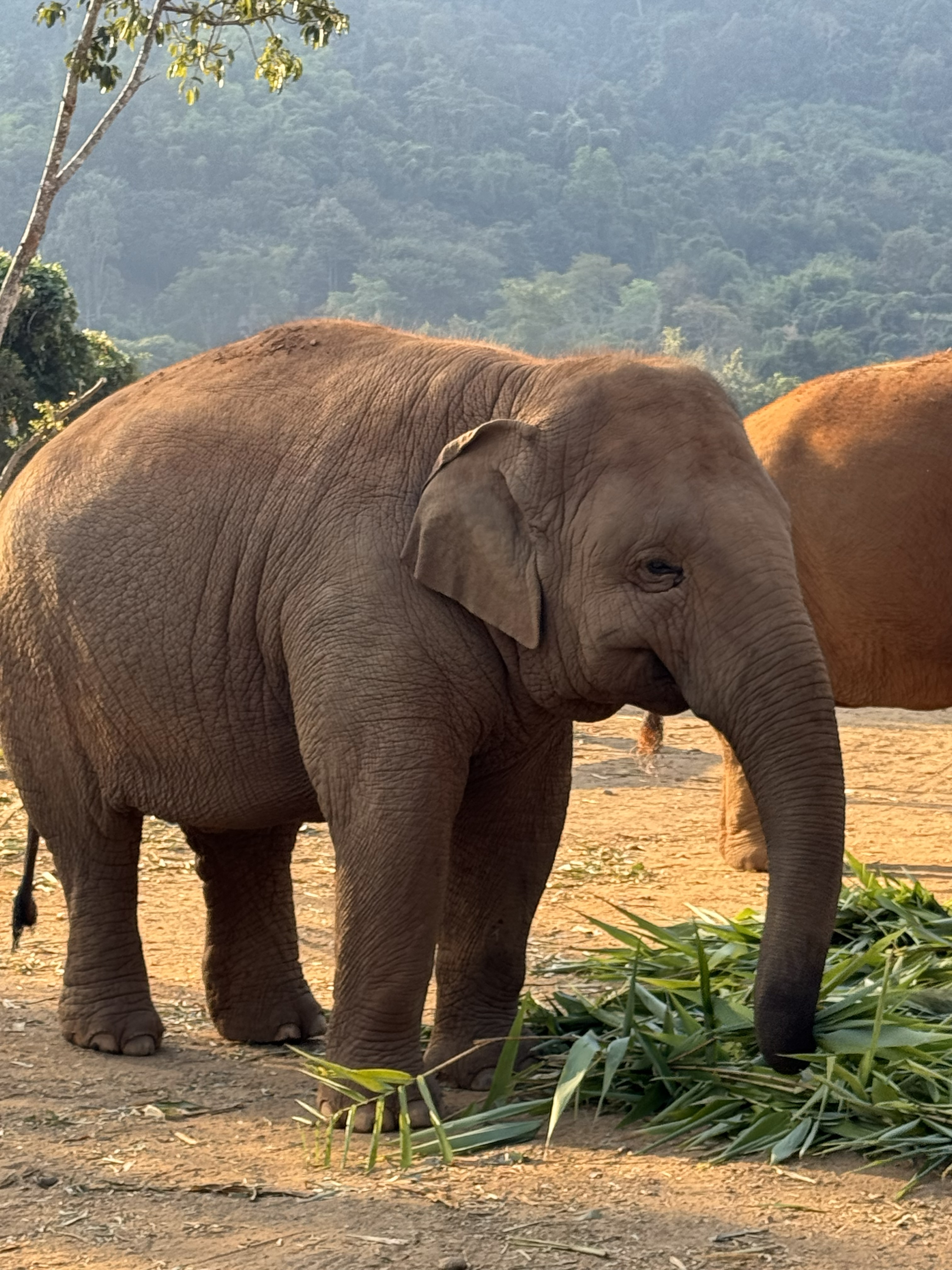 Profile of standing elephant with tree fronds on the ground