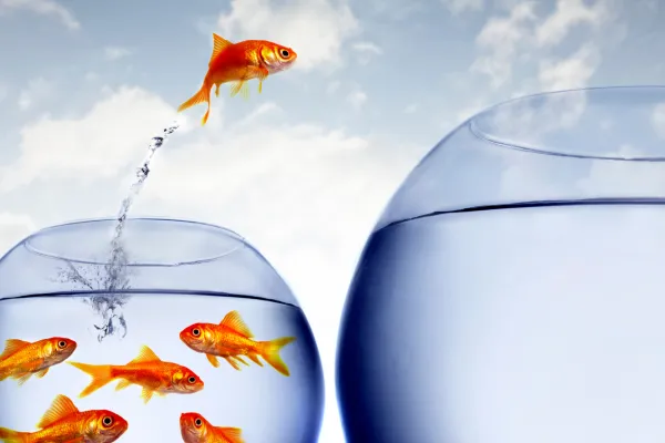 Image shows a goldfish jumping from a small crowded fish bowl to a large fishbowl with no other fish in it.