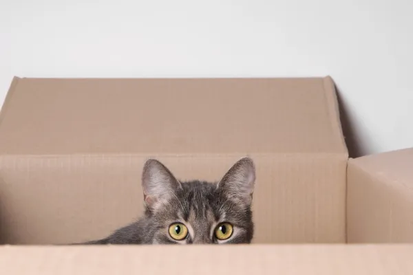 Image shows a nervous kitten peering out of a cardboard box.