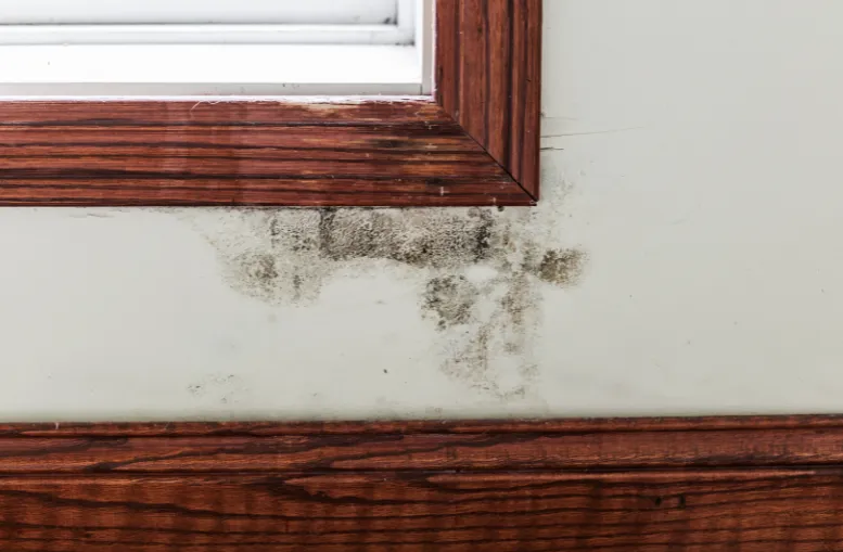 Mold in home