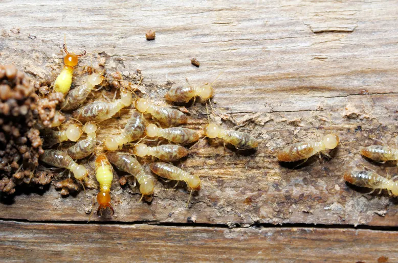 Termites