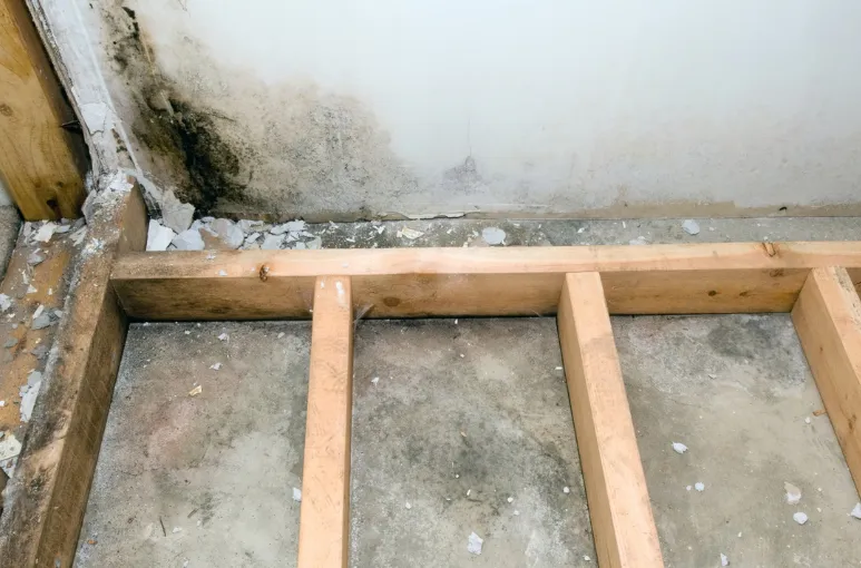 Basement mold