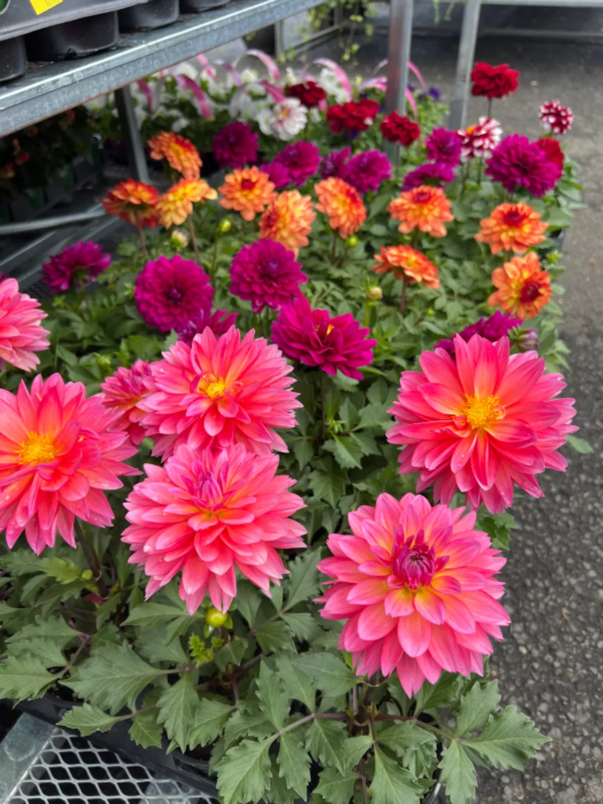 A close-up of vibrant, multi-colored dahlia flowers blooming in a garden, showcasing their stunning petal patterns and rich colors.