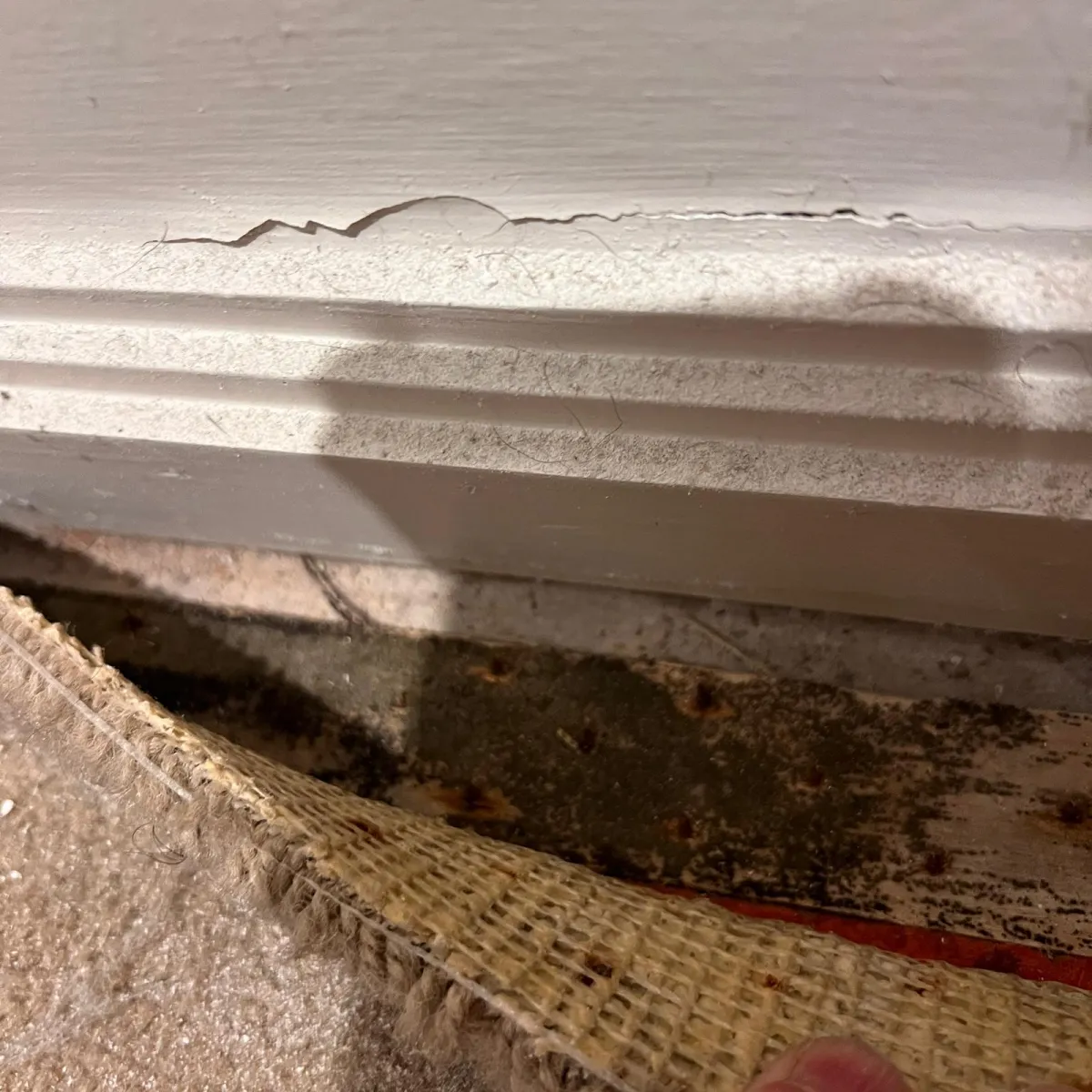 5 Surprising Materials Mould Loves to Grow On (and How to Protect Your Home)
