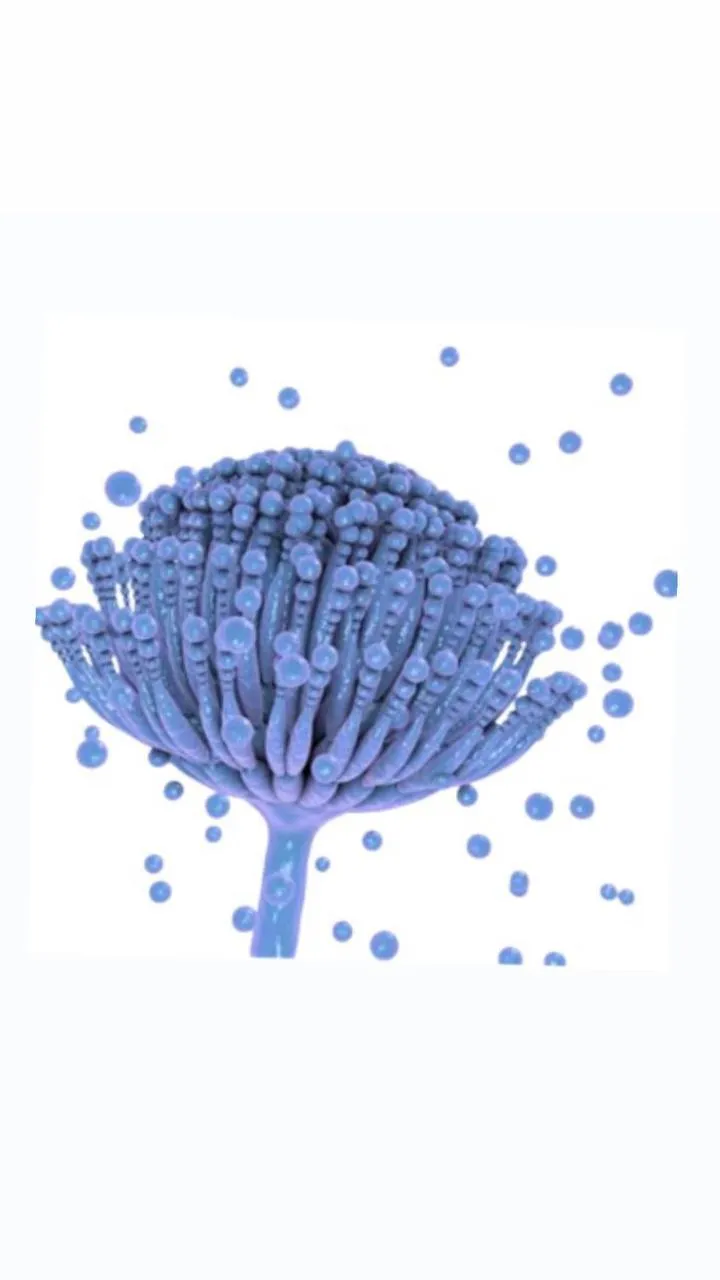 How Can Mould Impact Your Health?