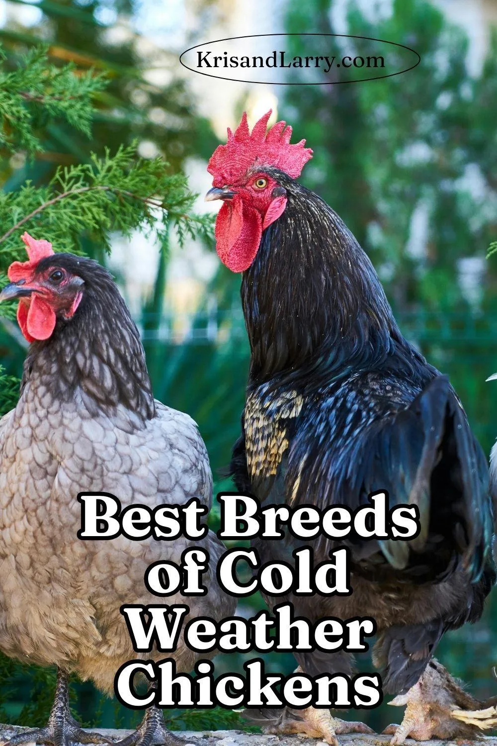 Best cold breeds of Chickens