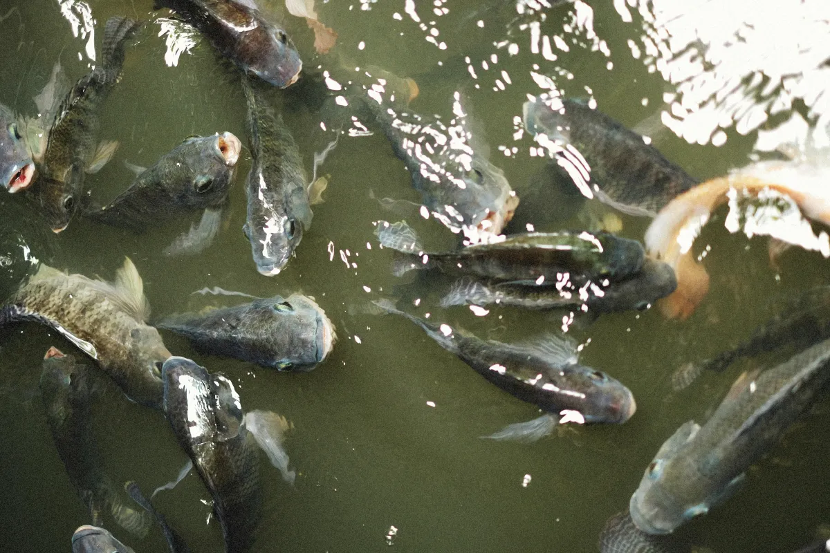 fish in aquaponics tank