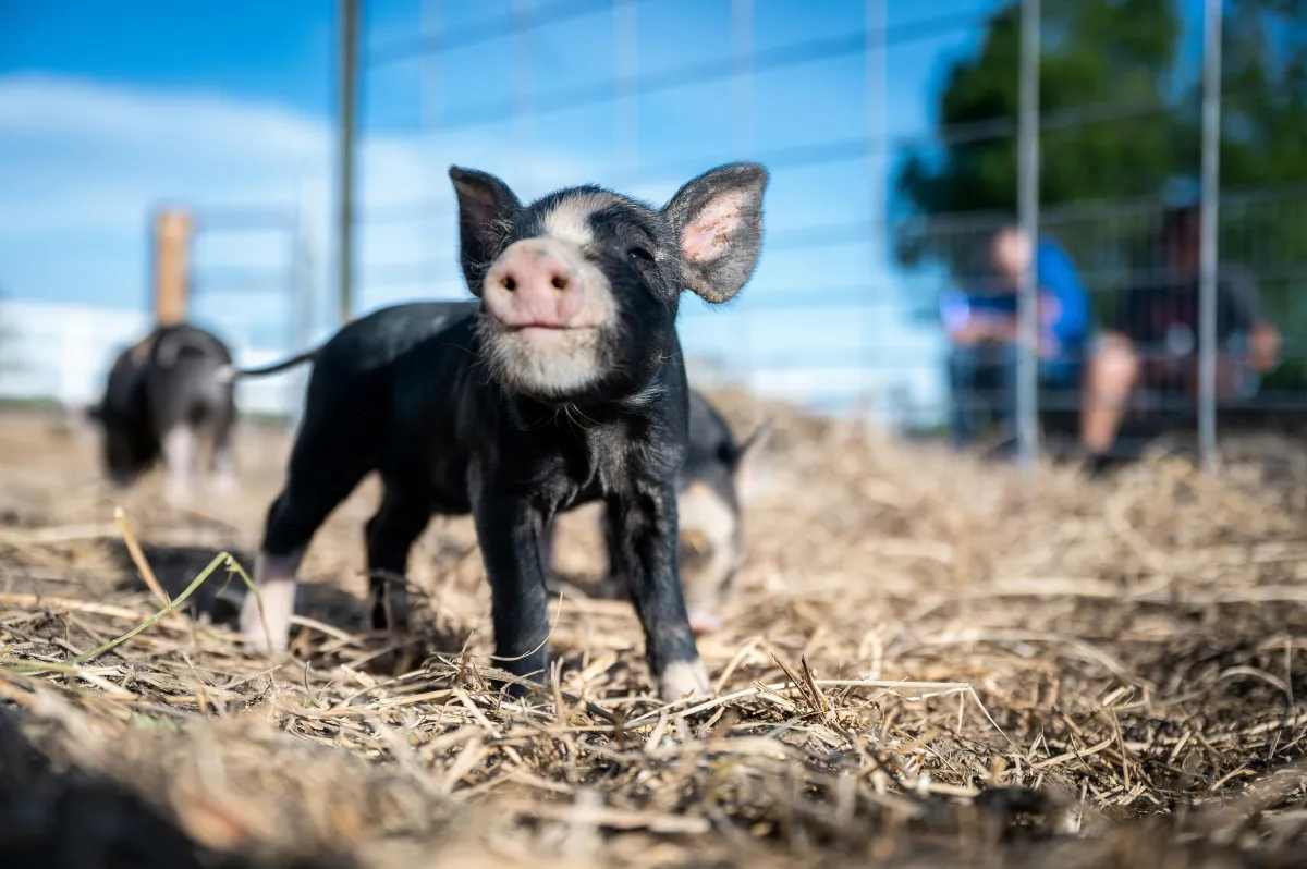 Piglet on a farm