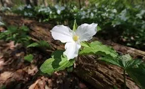 Patience, Perseverance, and Blooming Bright: 5 Lessons from Trilliums