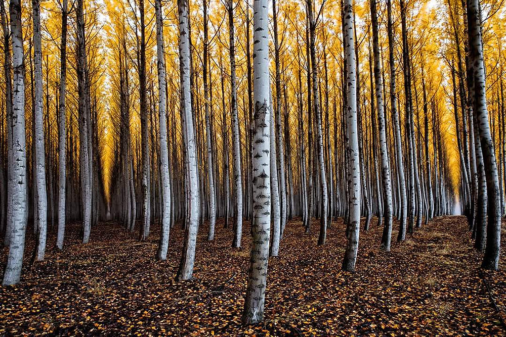 Men behaving kindly - a podcast with Steve Adair