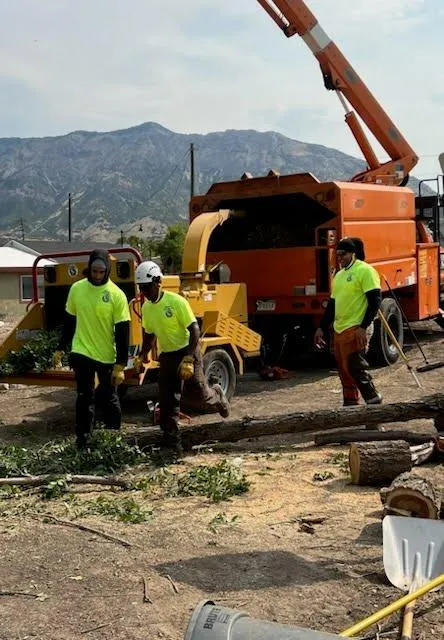Professional Tree Service in Layton, Utah