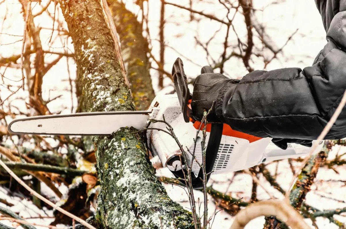 winter tree removal
