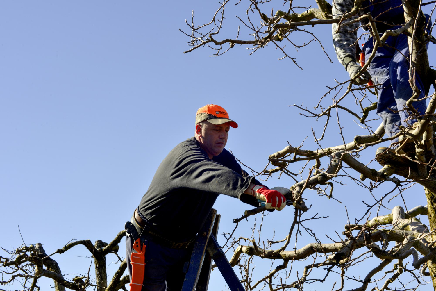 man doing emergency tree service