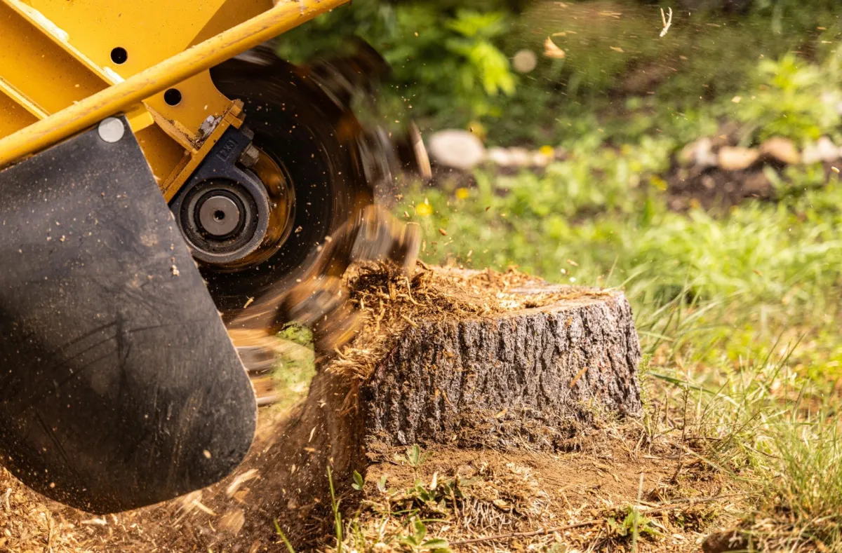 stump removal