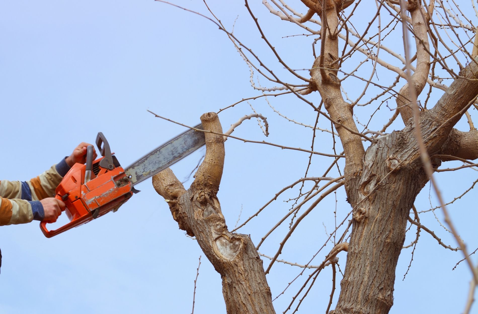 tree removal