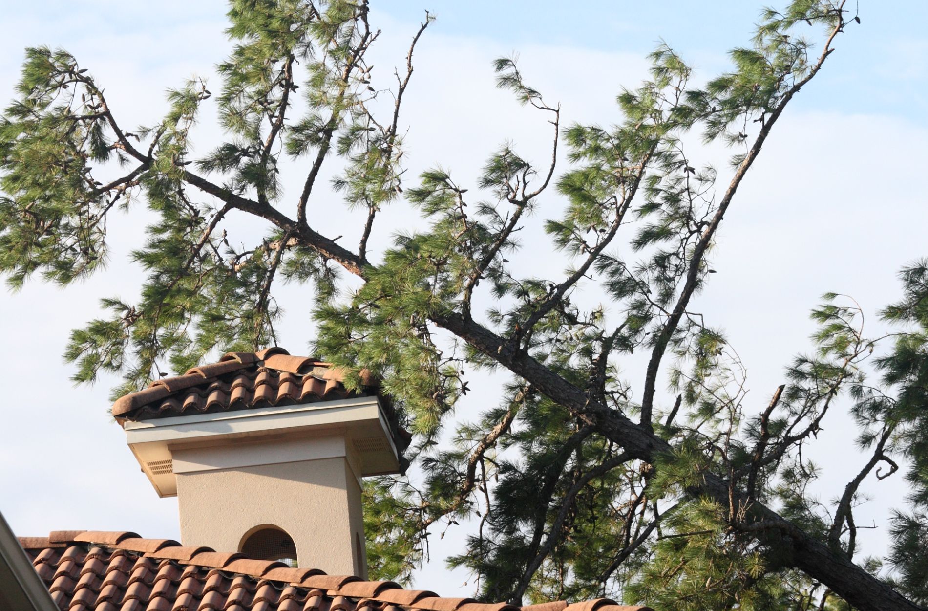 tree hazard assessment