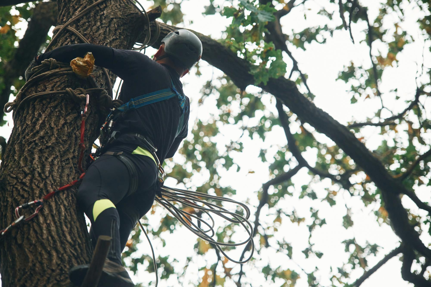 tree service