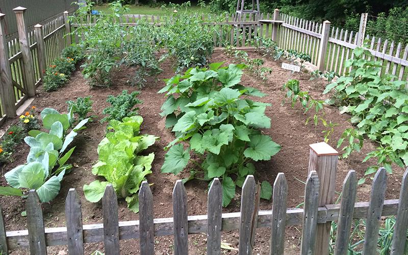 It’s Your Garden Now #335