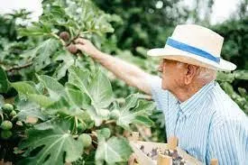 The Fig Tree #338