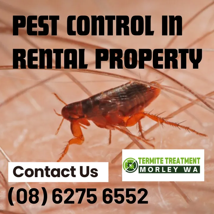 rental-property-pest-control-responsibility