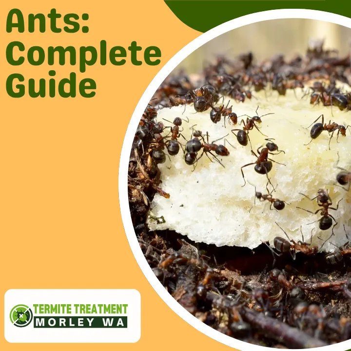 alex-and-ant-species-guide