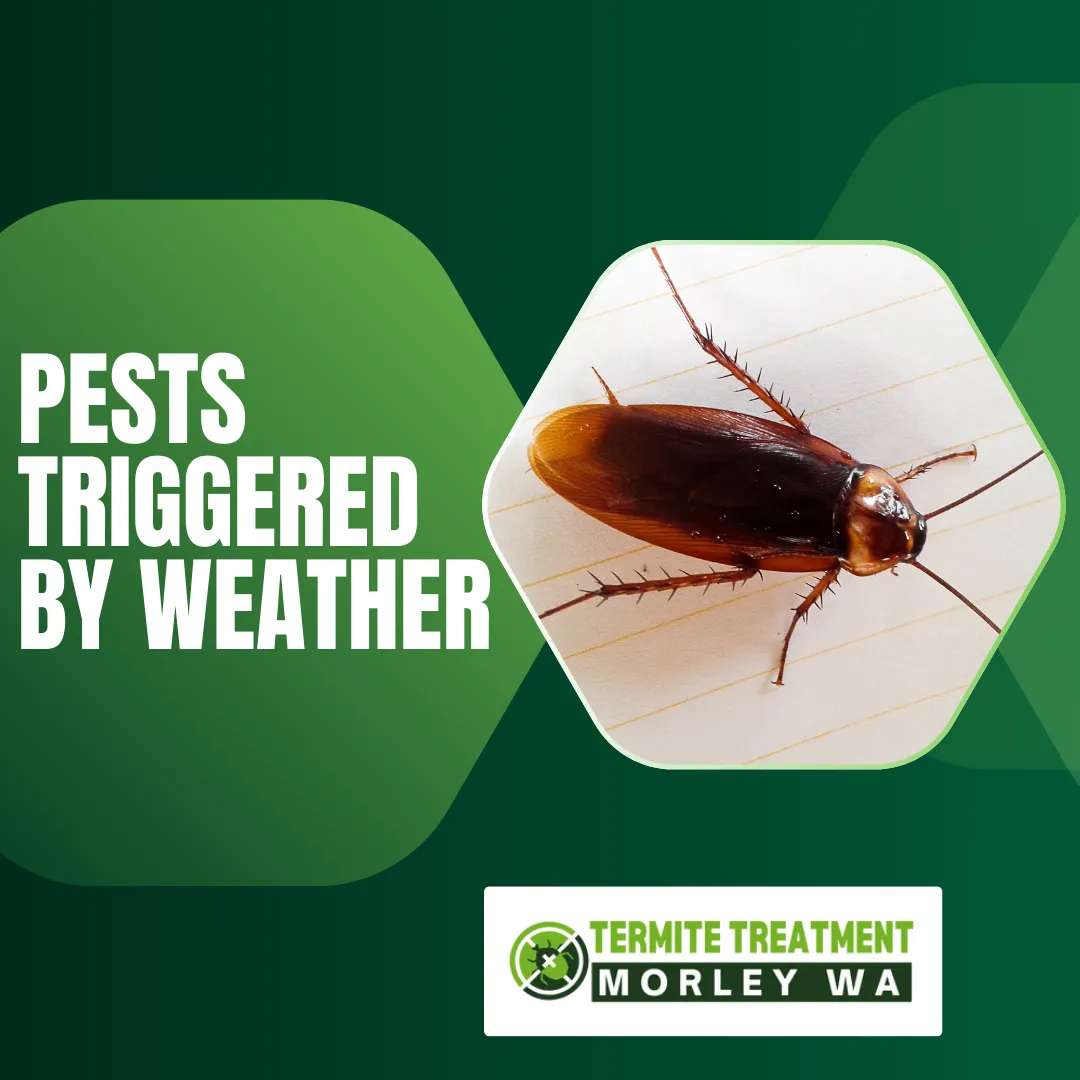 Weather changes causing pests to enter homes and hide in corners.