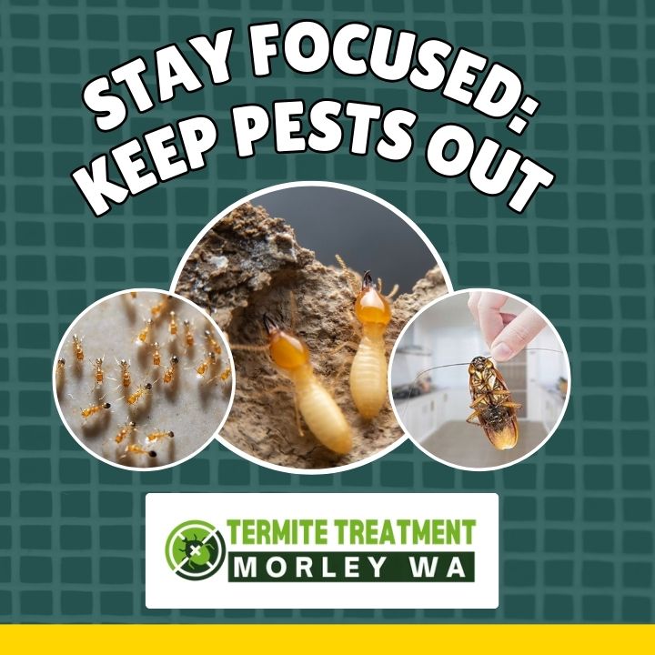 Pest control tips for Perth homes while working from home to prevent infestations