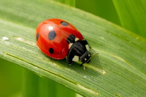 Piano d’azione europeo per l’agricoltura biologica: cosa cambia (e come cogliere le opportunità)